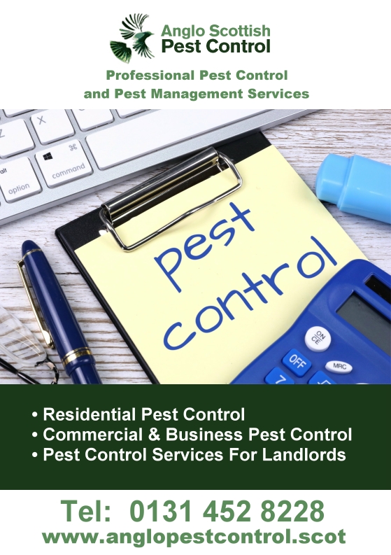 anglo scottish pest control website